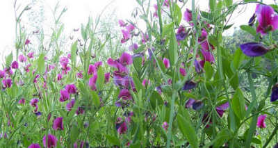 Southern Vetchling (wild pea)
